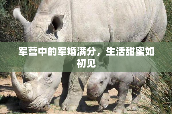 军营中的军婚满分，生活甜蜜如初见