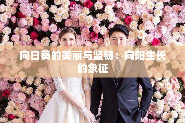 向日葵的美丽与坚韧：向阳生长的象征