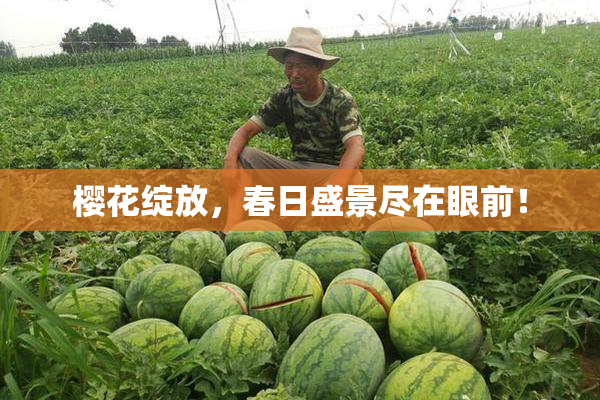 樱花绽放，春日盛景尽在眼前！