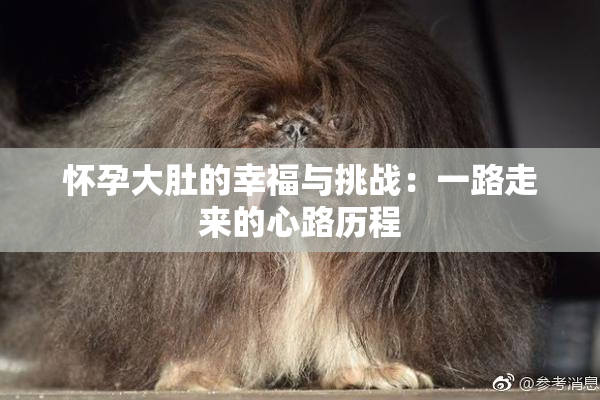 怀孕大肚的幸福与挑战：一路走来的心路历程