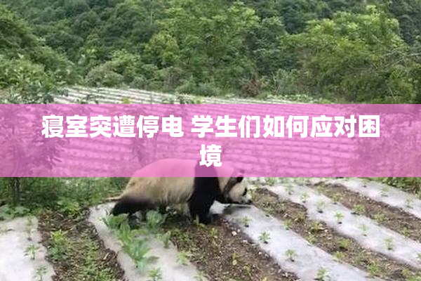 寝室突遭停电 学生们如何应对困境