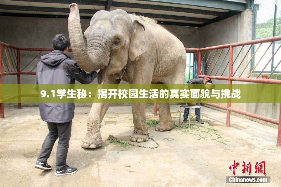9.1学生秘：揭开校园生活的真实面貌与挑战