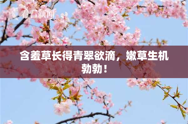 含羞草长得青翠欲滴，嫩草生机勃勃！