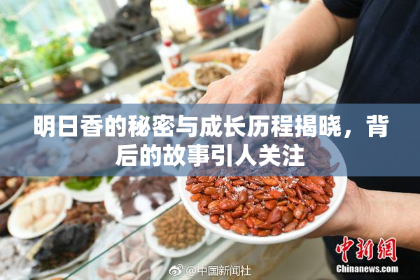 明日香的秘密与成长历程揭晓，背后的故事引人关注