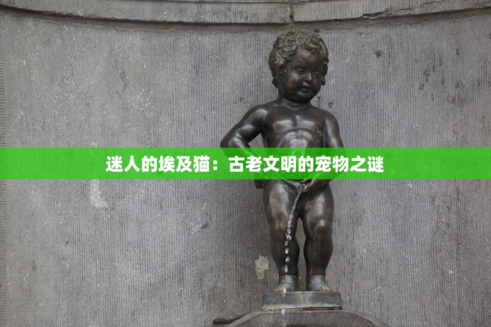 迷人的埃及猫：古老文明的宠物之谜