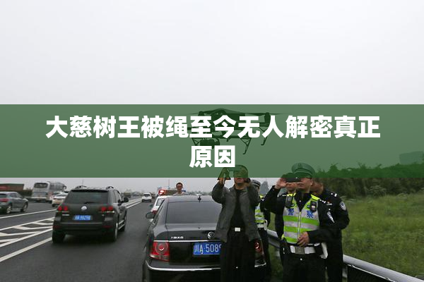 大慈树王被绳至今无人解密真正原因