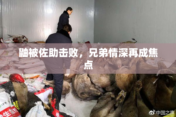 鼬被佐助击败，兄弟情深再成焦点