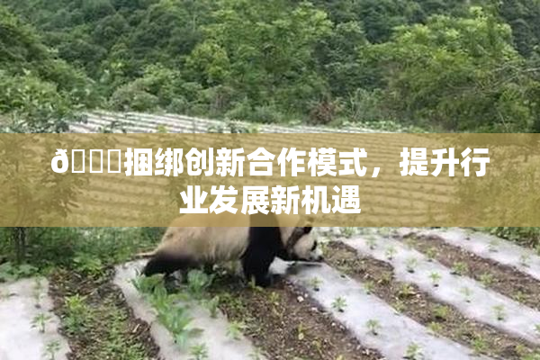🔞捆绑创新合作模式，提升行业发展新机遇