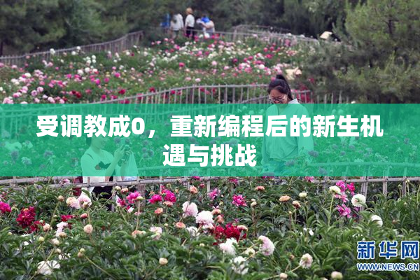 受调教成0，重新编程后的新生机遇与挑战