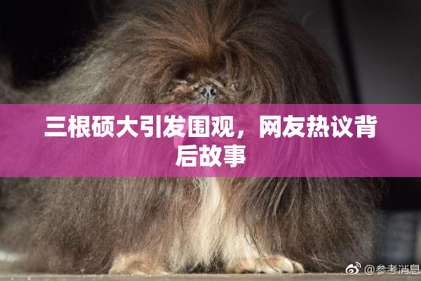 三根硕大引发围观，网友热议背后故事