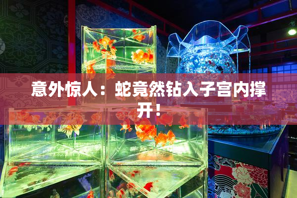 意外惊人：蛇竟然钻入子宫内撑开！