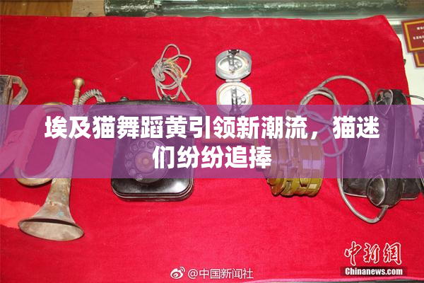 埃及猫舞蹈黄引领新潮流，猫迷们纷纷追捧