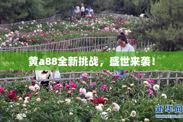 黄a88全新挑战，盛世来袭！