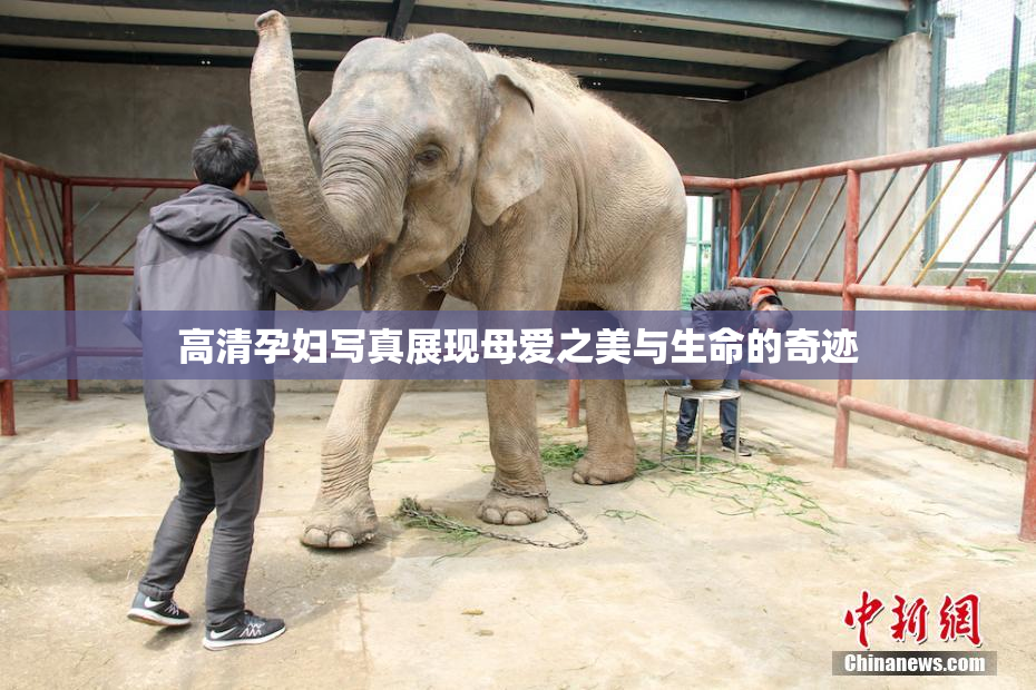 高清孕妇写真展现母爱之美与生命的奇迹