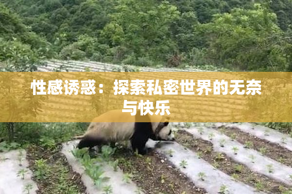 性感诱惑：探索私密世界的无奈与快乐