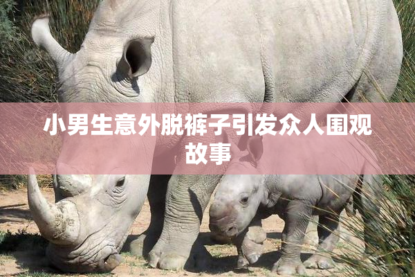 小男生意外脱裤子引发众人围观故事