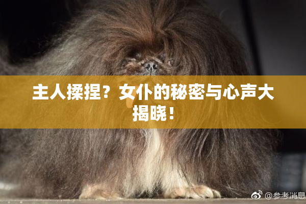 主人揉捏？女仆的秘密与心声大揭晓！