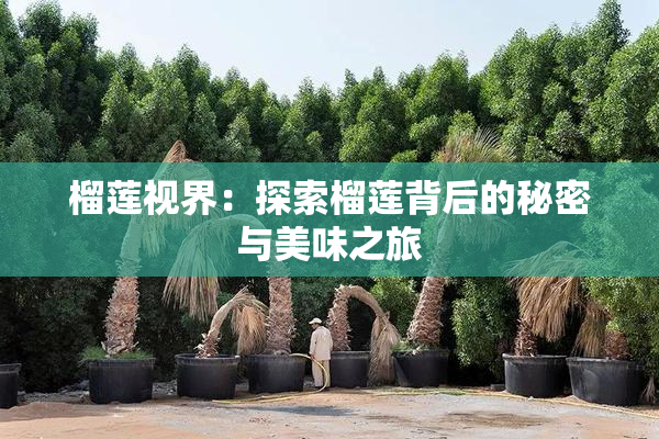 榴莲视界：探索榴莲背后的秘密与美味之旅