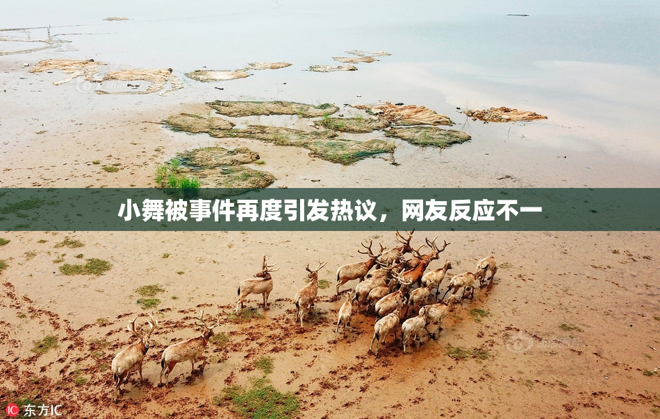 小舞被事件再度引发热议，网友反应不一