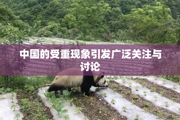 中国的受重现象引发广泛关注与讨论