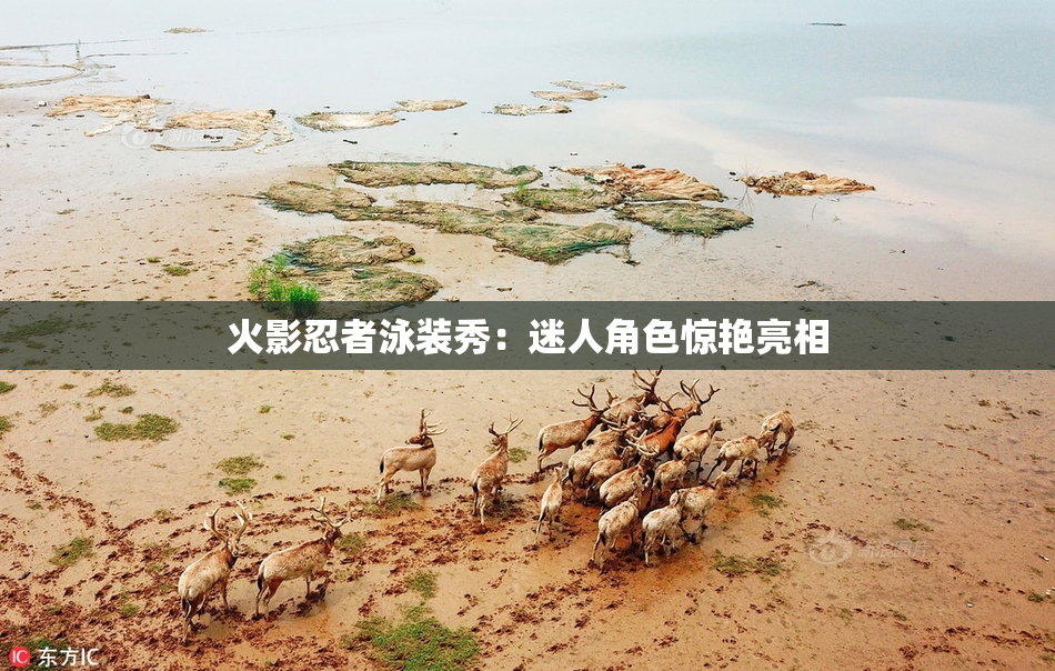 火影忍者泳装秀：迷人角色惊艳亮相