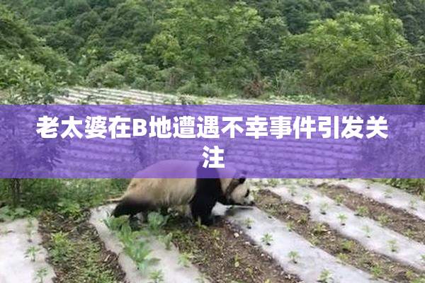 老太婆在B地遭遇不幸事件引发关注