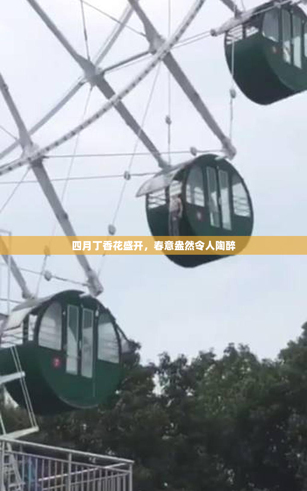 四月丁香花盛开，春意盎然令人陶醉