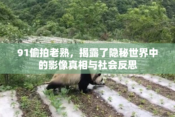 91偷拍老熟，揭露了隐秘世界中的影像真相与社会反思