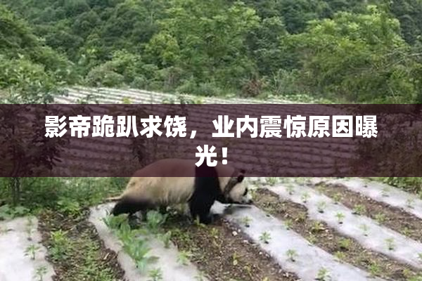 影帝跪趴求饶，业内震惊原因曝光！