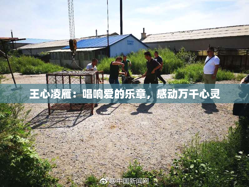 王心凌雁：唱响爱的乐章，感动万千心灵