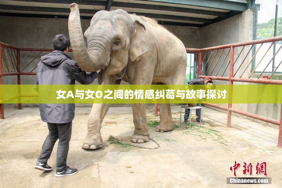女A与女O之间的情感纠葛与故事探讨