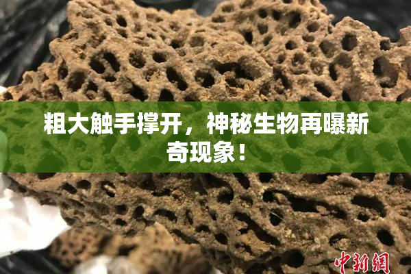 粗大触手撑开，神秘生物再曝新奇现象！