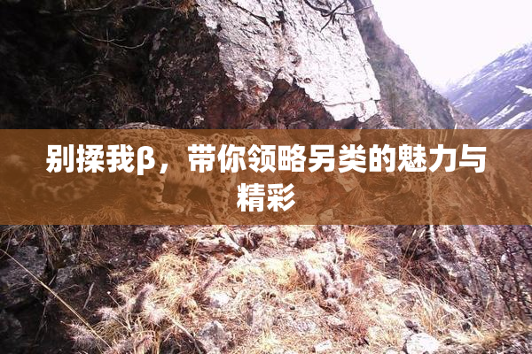别揉我β，带你领略另类的魅力与精彩