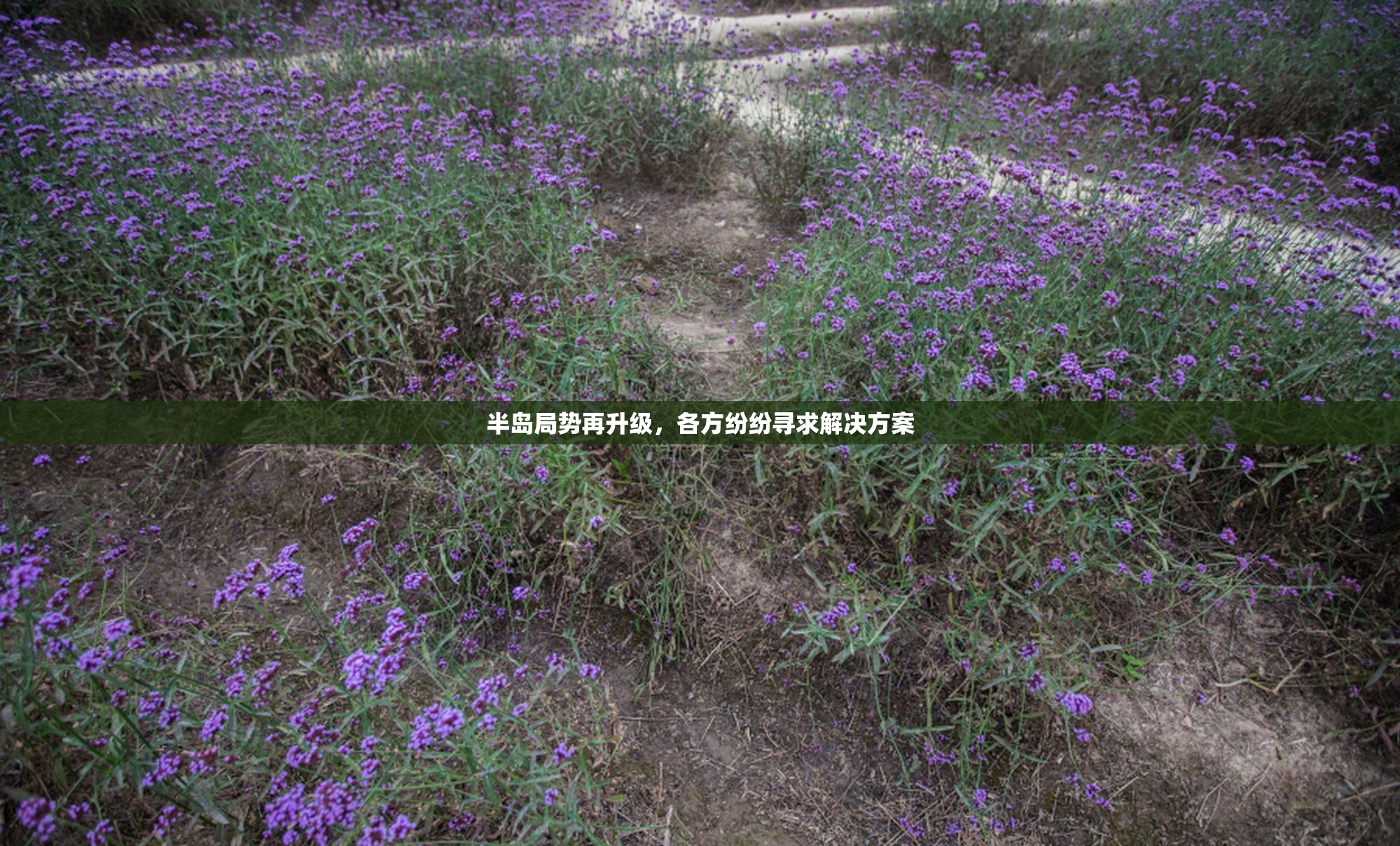 半岛局势再升级，各方纷纷寻求解决方案