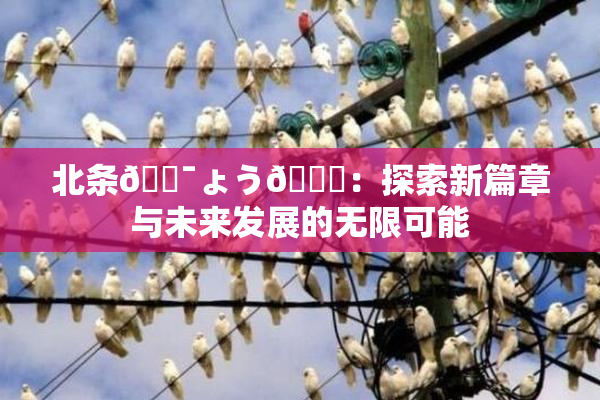 北条🔯ょう🍓：探索新篇章与未来发展的无限可能