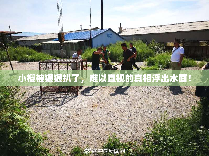 小樱被狠狠扒了，难以直视的真相浮出水面！