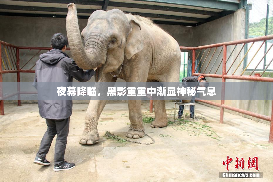 夜幕降临，黑影重重中渐显神秘气息