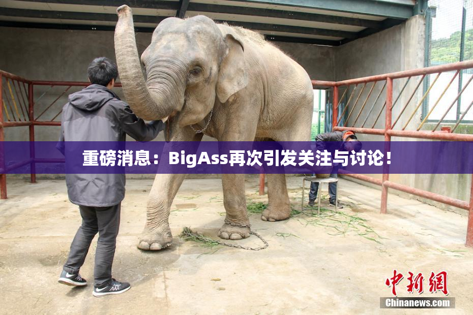 重磅消息：BigAss再次引发关注与讨论！