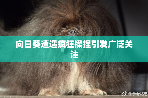 向日葵遭遇疯狂揉捏引发广泛关注