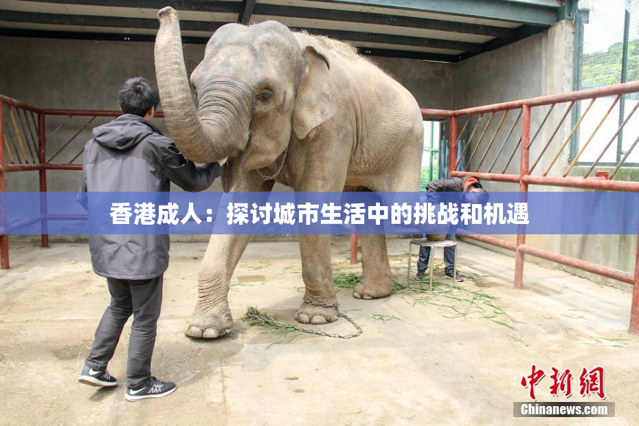 香港成人：探讨城市生活中的挑战和机遇
