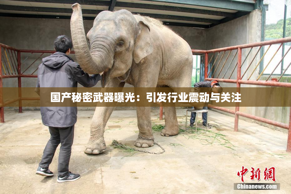 国产秘密武器曝光：引发行业震动与关注