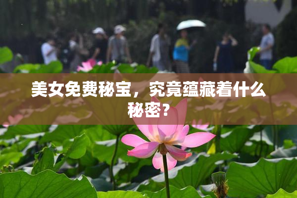 美女免费秘宝，究竟蕴藏着什么秘密？
