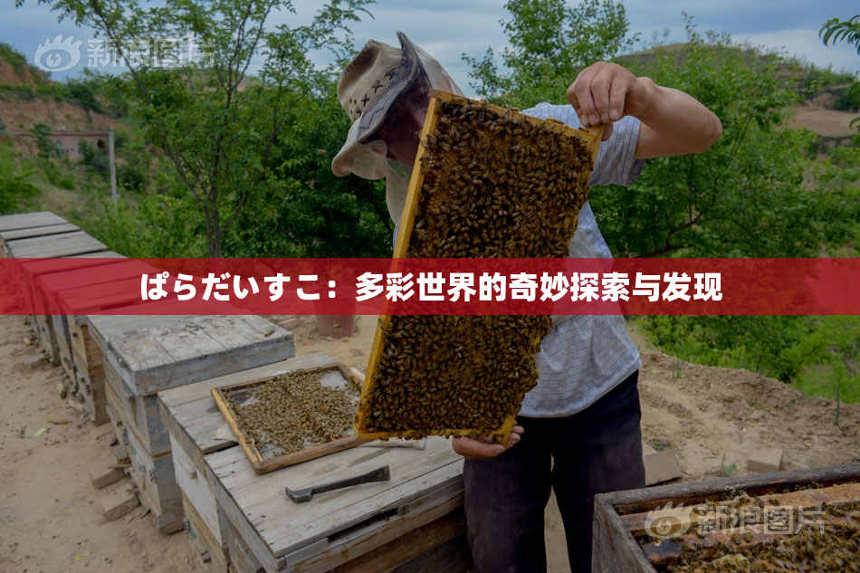 ぱらだいすこ：多彩世界的奇妙探索与发现