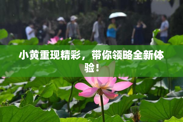 小黄重现精彩，带你领略全新体验！