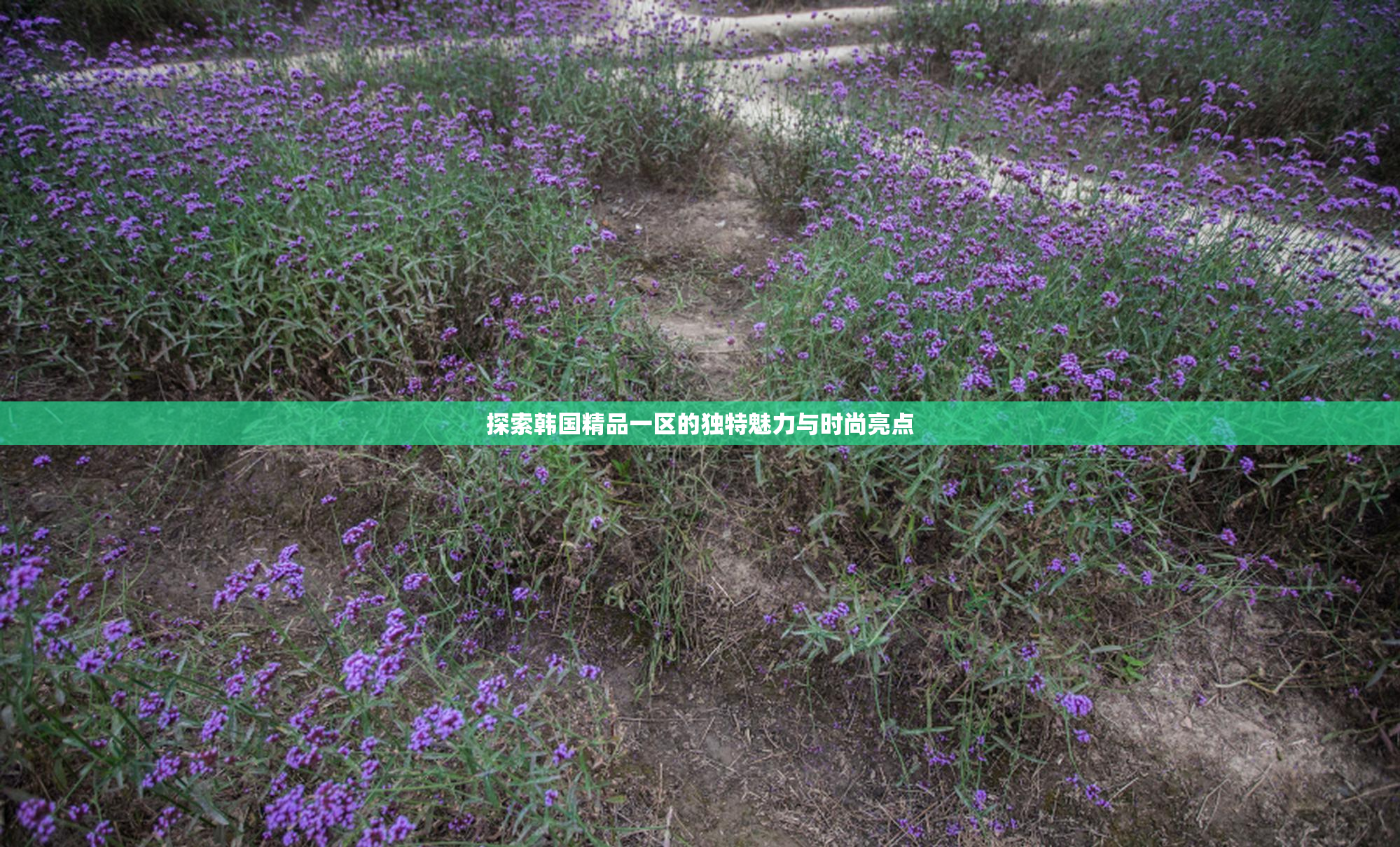 探索韩国精品一区的独特魅力与时尚亮点