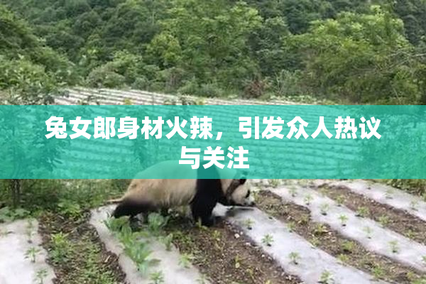 兔女郎身材火辣，引发众人热议与关注