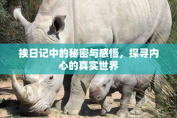 挨日记中的秘密与感悟，探寻内心的真实世界