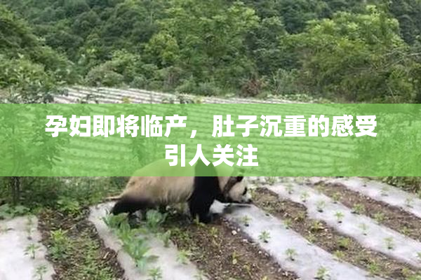 孕妇即将临产，肚子沉重的感受引人关注