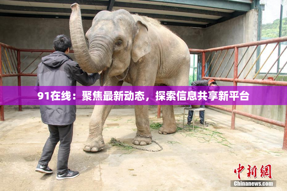 91在线：聚焦最新动态，探索信息共享新平台