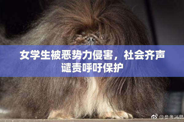 女学生被恶势力侵害，社会齐声谴责呼吁保护